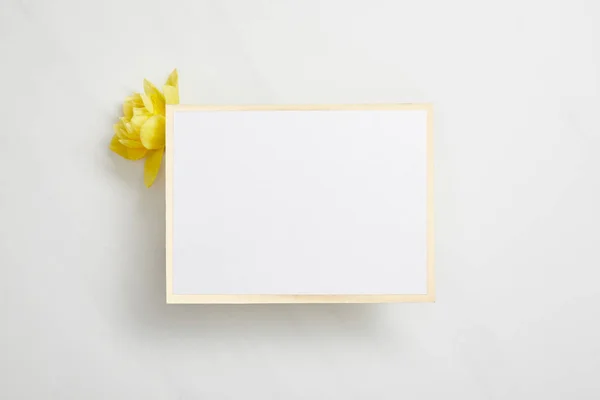 Vista superior de la tarjeta vacía blanca con flor narciso amarillo sobre fondo blanco - foto de stock