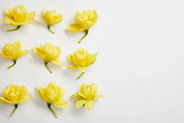 Leigos planos de flores narcisos amarelos no branco — Fotografia de Stock