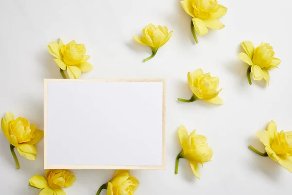 Vista superior de las flores narcisas amarillas y la tarjeta vacía blanca sobre fondo blanco - foto de stock