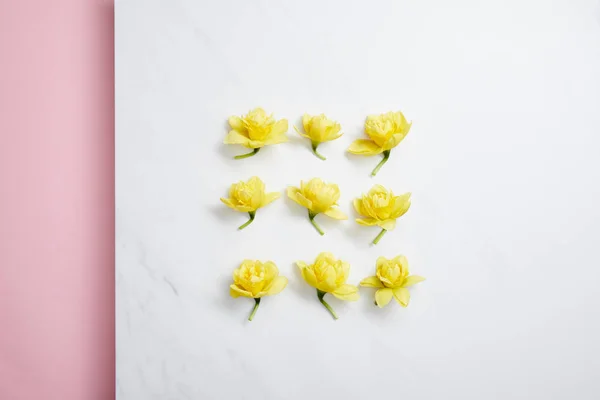 Disposición plana de flores narcisas amarillas sobre blanco - foto de stock