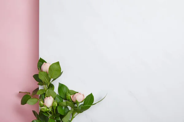 Vue de dessus des roses blanches avec des feuilles vertes sur fond rose et blanc — Photo de stock