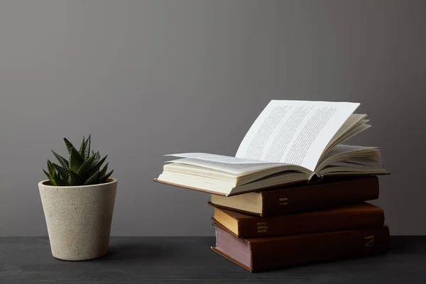 Plant in flowerpot and books on dark surface on grey — Stock Photo