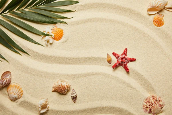Vista superior de la estrella de mar roja y conchas marinas cerca de hoja de palma verde en la arena - foto de stock