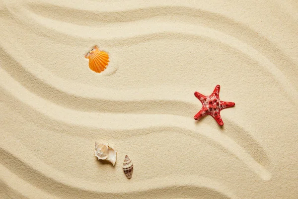 Top view of red starfish and seashells on sandy beach in summertime — Stock Photo