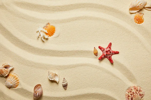 Top view of red starfish and seashells on sandy beach in summertime — Stock Photo