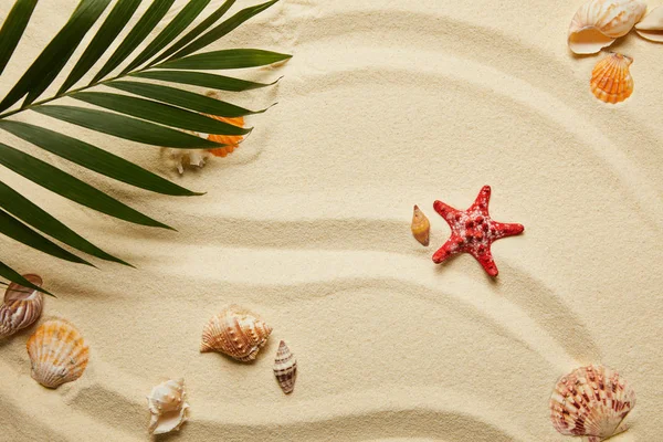 Vista superior de la hoja de palma verde cerca de estrellas de mar rojas y conchas marinas en la playa de arena - foto de stock