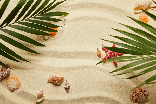 Vue de dessus des feuilles de palmier vert près des étoiles de mer rouges et des coquillages sur la plage de sable — Photo de stock