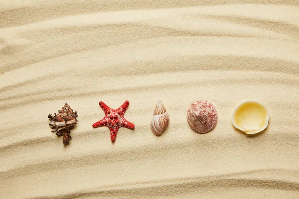 Puesta plana de conchas marinas y estrellas de mar rojas en la playa de arena en verano - foto de stock