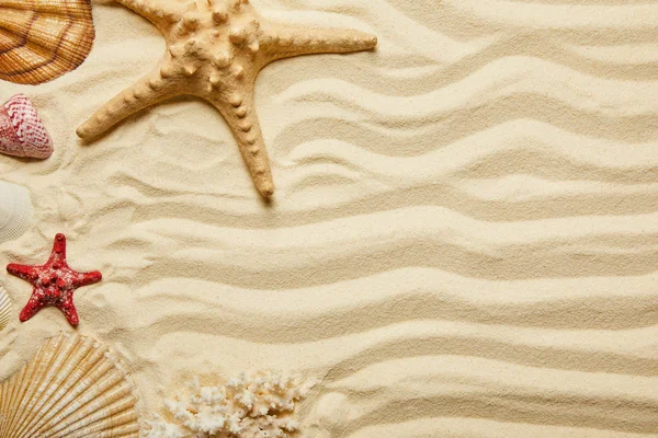 Vista superior de estrelas-do-mar vermelhas e amarelas, conchas e corais na praia de areia no verão — Fotografia de Stock