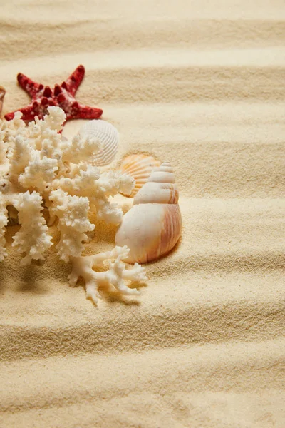 Ракушки рядом с белыми кораллами и морскими звездами на песчаном пляже летом — стоковое фото