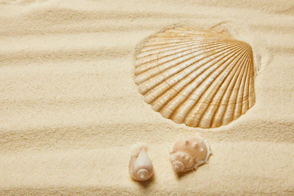 Selective focus of seashells on sandy beach in summertime — Stock Photo