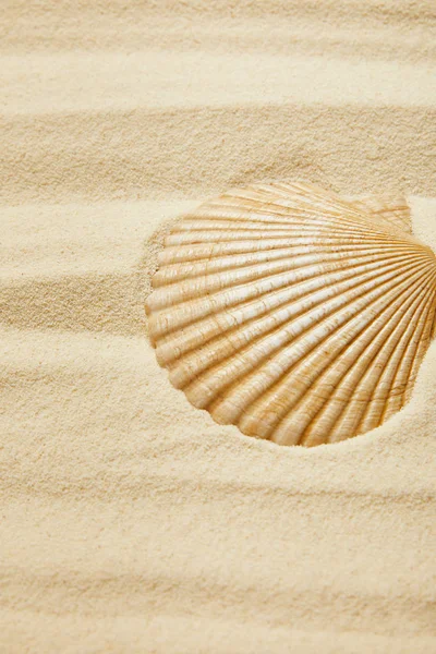 Focalizzazione selettiva della conchiglia sulla spiaggia sabbiosa in estate — Foto stock