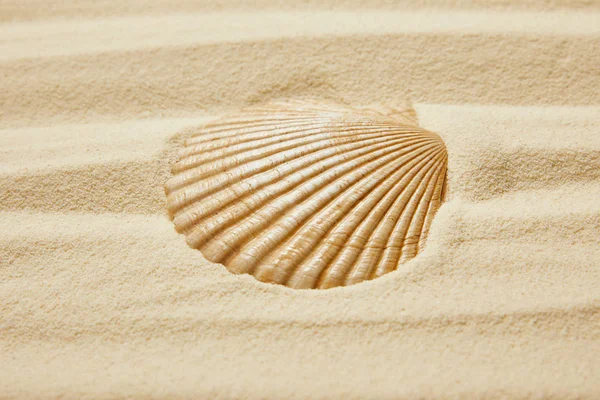 Seashell on beach with golden sand in summertime — Stock Photo