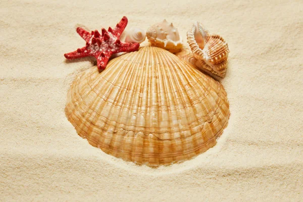 Foco selectivo de conchas marinas cerca de estrellas de mar rojas en la playa con arena dorada - foto de stock