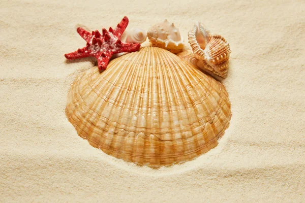 Messa a fuoco selettiva di conchiglie vicino stelle marine rosse sulla spiaggia con sabbia dorata — Foto stock