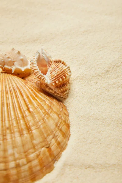 Foco selectivo de conchas marinas en la playa con arena dorada - foto de stock