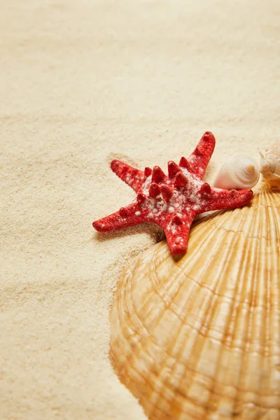 Selective focus of red starfish near seashells on beach with golden sand — Stock Photo