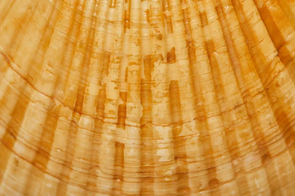 Focalizzazione selettiva della conchiglia naturale arancione e strutturata — Foto stock