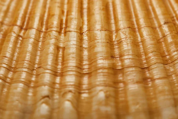 Selective focus of natural and textured orange seashell — Stock Photo