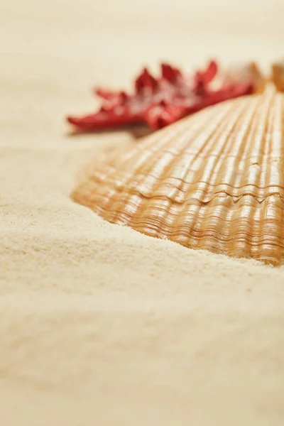 Enfoque selectivo de la concha de mar naranja y texturizada en la playa en verano - foto de stock