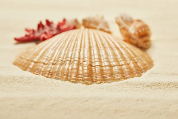 Selektiver Fokus orangefarbener Muscheln am Strand im Sommer — Stockfoto