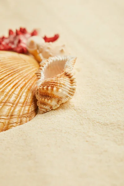 Foyer sélectif des coquillages orange sur la plage en été — Photo de stock