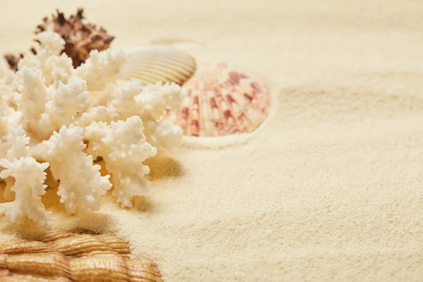 Selective focus of white coral near seashells on beach in summertime — Stock Photo