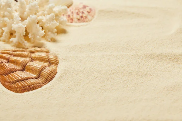Foco seletivo de concha perto de coral na praia de areia no verão — Fotografia de Stock
