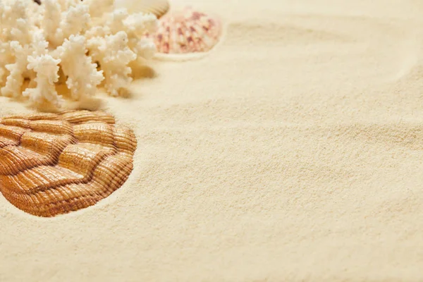 Selective focus of seashell near coral on sandy beach in summertime — Stock Photo