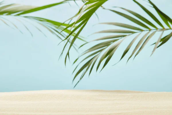 Green palm leaves near golden sandy beach on blue — Stock Photo