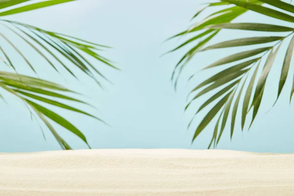 Green palm leaves near golden sand on blue — Stock Photo