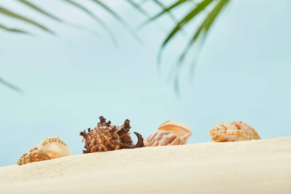 Selective focus of seashells on golden sandy beach near green palm leaves on blue — Stock Photo
