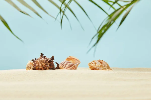 Selective focus of seashells on sandy beach near green palm leaves on blue — Stock Photo