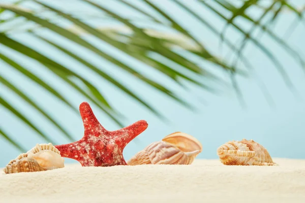 Enfoque selectivo de estrellas de mar rojas y conchas marinas en la playa de arena cerca de hojas de palma verde en azul - foto de stock