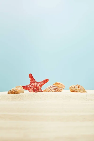 Enfoque selectivo de estrellas de mar rojas cerca de conchas marinas en la playa de arena aislada en azul - foto de stock