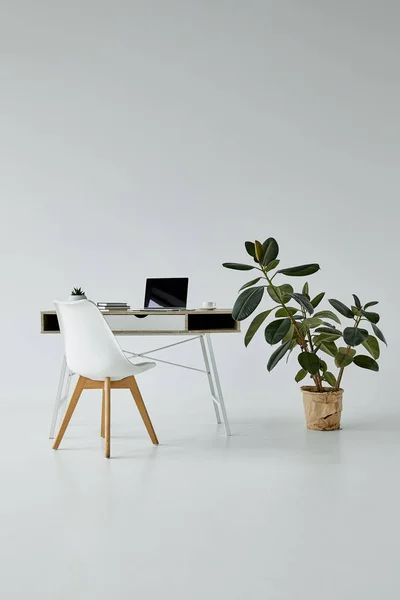 Офісний стіл з ноутбуком, білим стільцем і фікусом у вазоні на сірому фоні — стокове фото