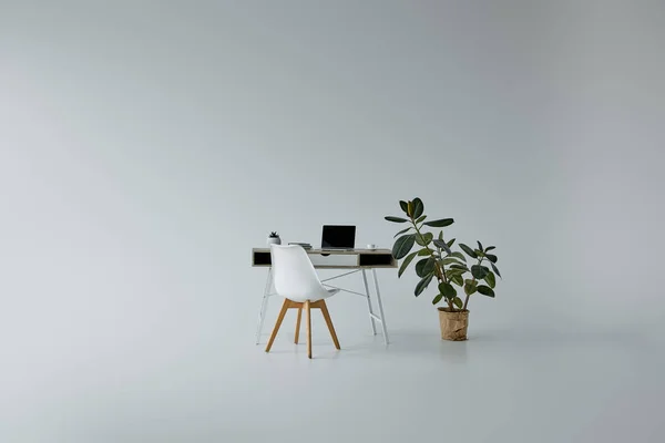 Mesa com laptop, cadeira branca e ficus verde em vaso de flores em fundo cinza — Fotografia de Stock