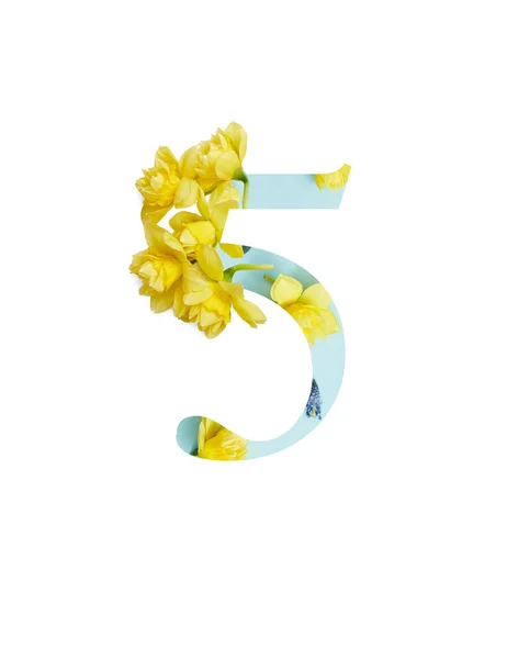 Number 5 with yellow daffodils on blue background isolated on white — Stock Photo