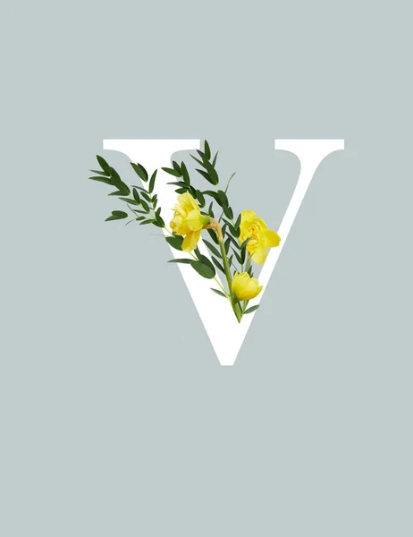 White letter V with yellow daffodils and green leaves isolated on grey — Stock Photo