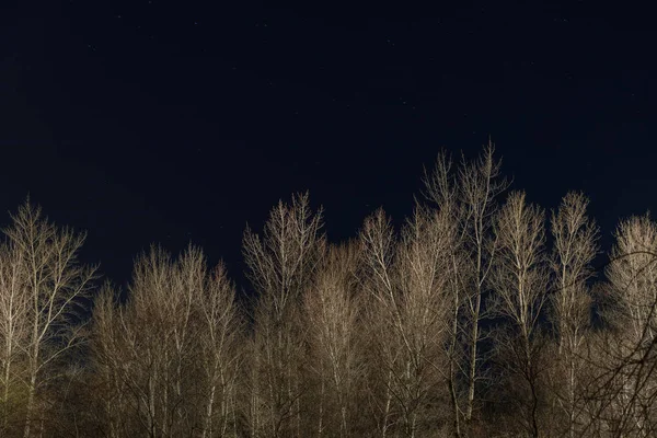 Cime degli alberi con rami secchi e cielo notturno chiaro e scuro — Foto stock