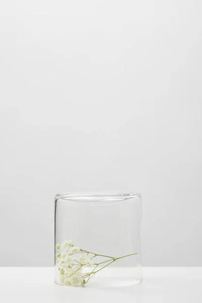 White branch of wildflowers in transparent glass isolated on grey — Stock Photo