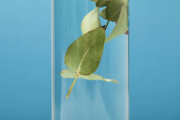Primer plano del producto cosmético orgánico con hojas verdes en botella transparente aislado en azul - foto de stock
