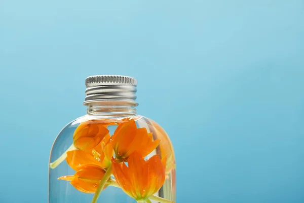 Primer plano del producto de belleza orgánica con flores de color naranja en botella aislada en azul con espacio de copia - foto de stock