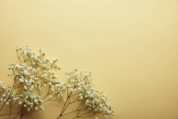 Vista superior de flores silvestres brancas secas no fundo branco com espaço de cópia — Fotografia de Stock