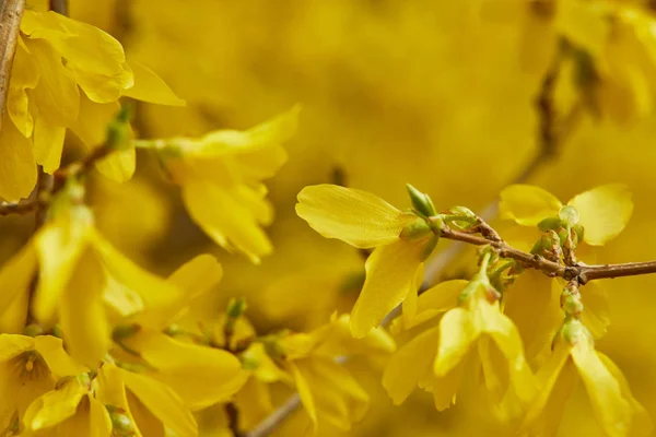 Primer plano de flores florecientes amarillas con pétalos en ramas de árboles - foto de stock