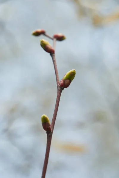 Close up of tree branch with closed buds on blurred background — Stock Photo