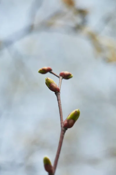 Primo piano del ramo d'albero con boccioli chiusi su fondo grigio sfocato — Foto stock