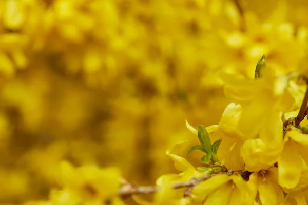Primer plano de flores florecientes amarillas con pétalos en ramas de árboles - foto de stock
