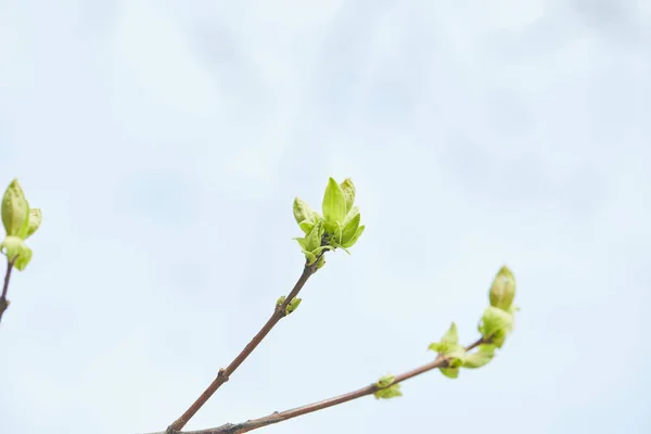 Primer plano de las ramas de los árboles con hojas verdes florecientes con cielo azul claro en el fondo - foto de stock