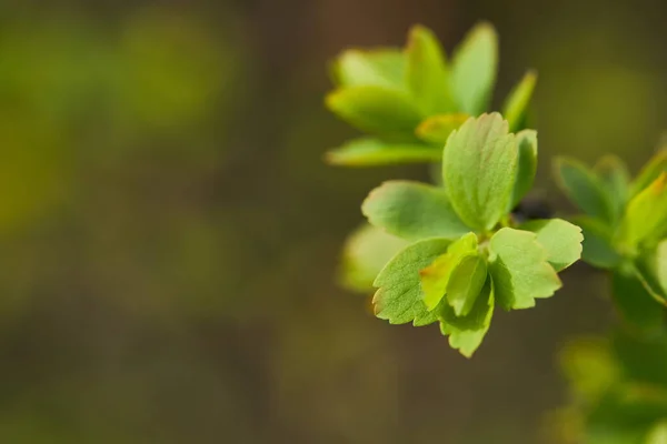 Nahaufnahme grüner blühender Blumen auf Ästen auf verschwommenem Hintergrund mit Kopierraum — Stockfoto